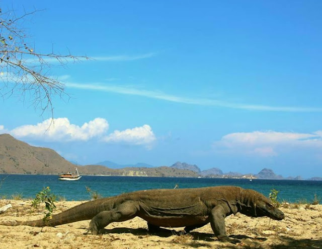 Komodo Yang Sombong