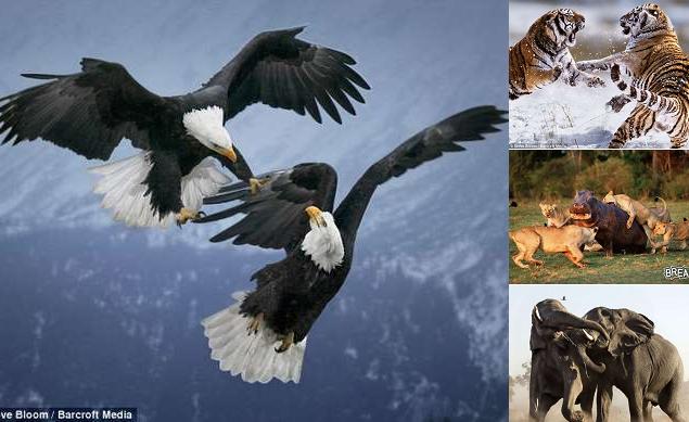 54 Gambar Harimau Vs Elang Paling Hist Gambar Pixabay