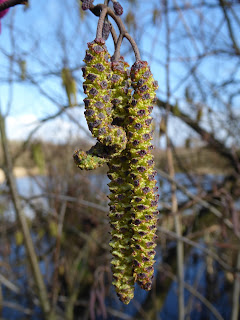 Male catkins of Common Alder (Alnus glutinosa)