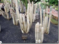 Cleistocactus strauta