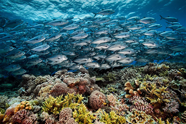 Tubbataha Reef