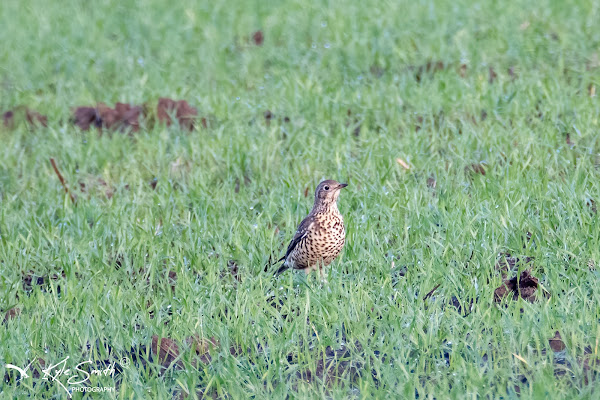 Mistle thrush