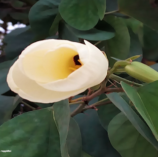 BAUHINIA TOMENTOSA FLOWERS இறுவாட்சி பூ