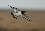 OYSTERCATCHER (HAEMATOPUS OSTRALEGUS) ALSO CALLED CARROT NOSE (oystercatcher resized)