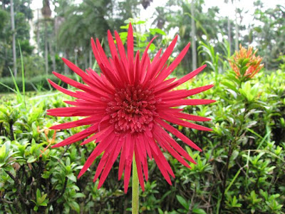 Indahnya Indonesiaku: Bunga warna merah