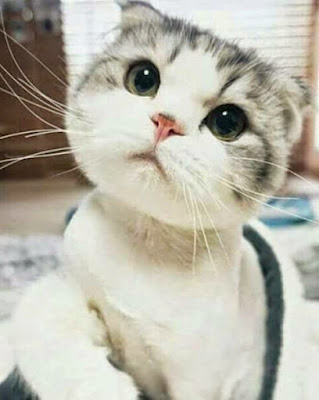 Animal love  whatsapp status cat