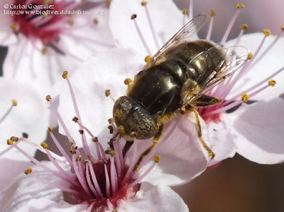 http://www.biodiversidadvirtual.org/insectarium/Eristalinus-aeneus-%28Scopoli-1763%29-img677238.html