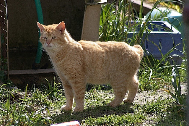 Bobtail feral cat Hamster T Hammie Cat, poses