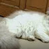 Pesona Kucing Anggora di Rumah Kita