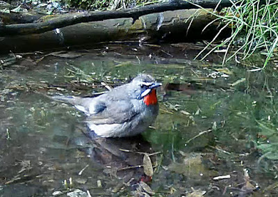 自然の水場に、ノゴマが突然やってきました。