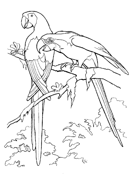 Aves Animal Coloring Pagescoloring 