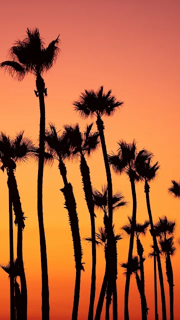 Palm Trees, Sunset, Sky, Tropics