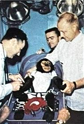 1962 Nestle Space Club #37 - U.S. space monkey Ham has medical checkup