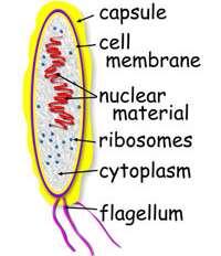  BASIC BACTERIUM CELL