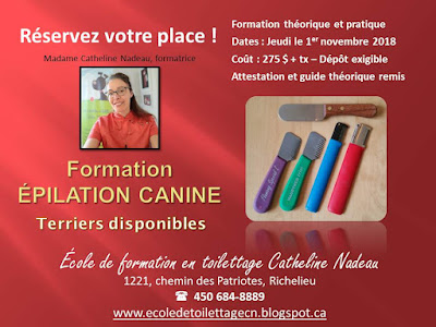 ecole formation toilettage grooming course school pet