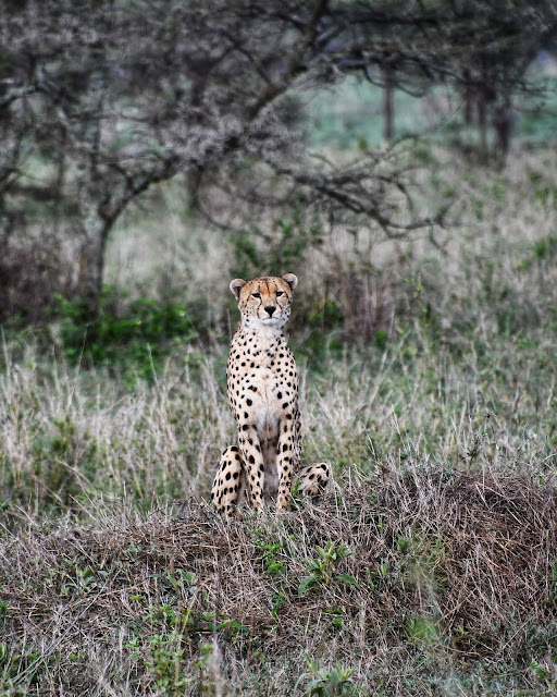 Serengeti National Park safari na Tanzânia