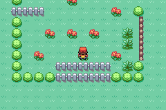 Pokemon Jungle Screenshot 00