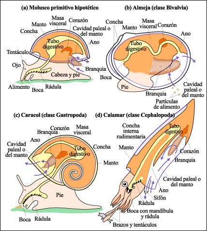 Resultado de imagen de cavidad paleal moluscos