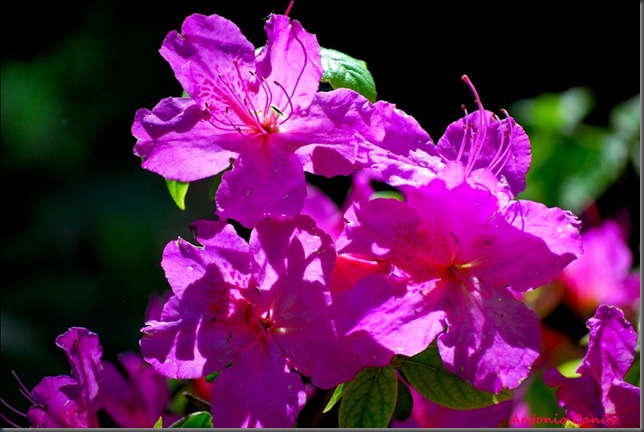 6 DSC_9182x1