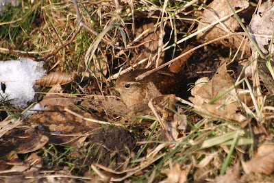 Winterkoning - Tomke - Troglodytes troglodytes