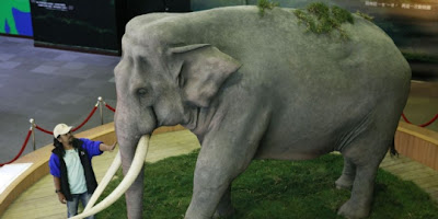 Foto seekor gajah bernama Lin Wang