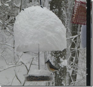 01 12 Titmouse