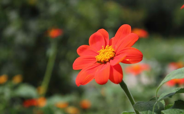 Mexican Sunflower Pictures