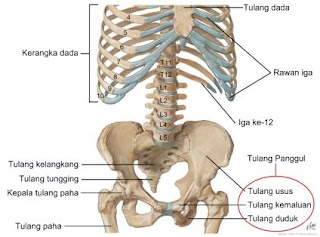 Miscellaneous TULANG  PANGGUL ORGAN REPRODUKSI PEMBULUH 