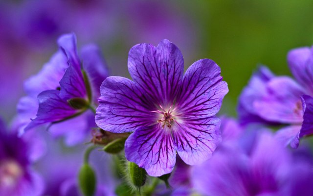 Different Types Of Blue Flowers