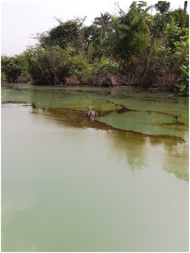 Oil is Killing Oguta Lake