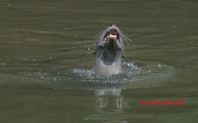 Singapore otters