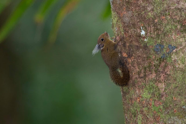 Белка Уайтхеда (Exilisciurus whiteheadi)