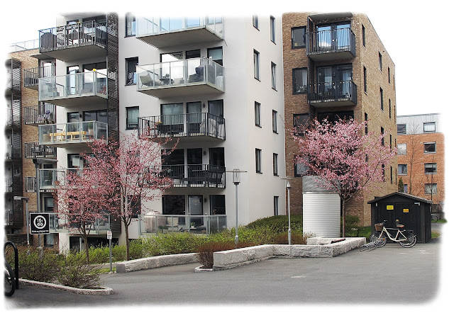 Det blomstrer i Sameiet Kavaleren på Rodeløkka i Bydel Grünerløkka i Oslo.