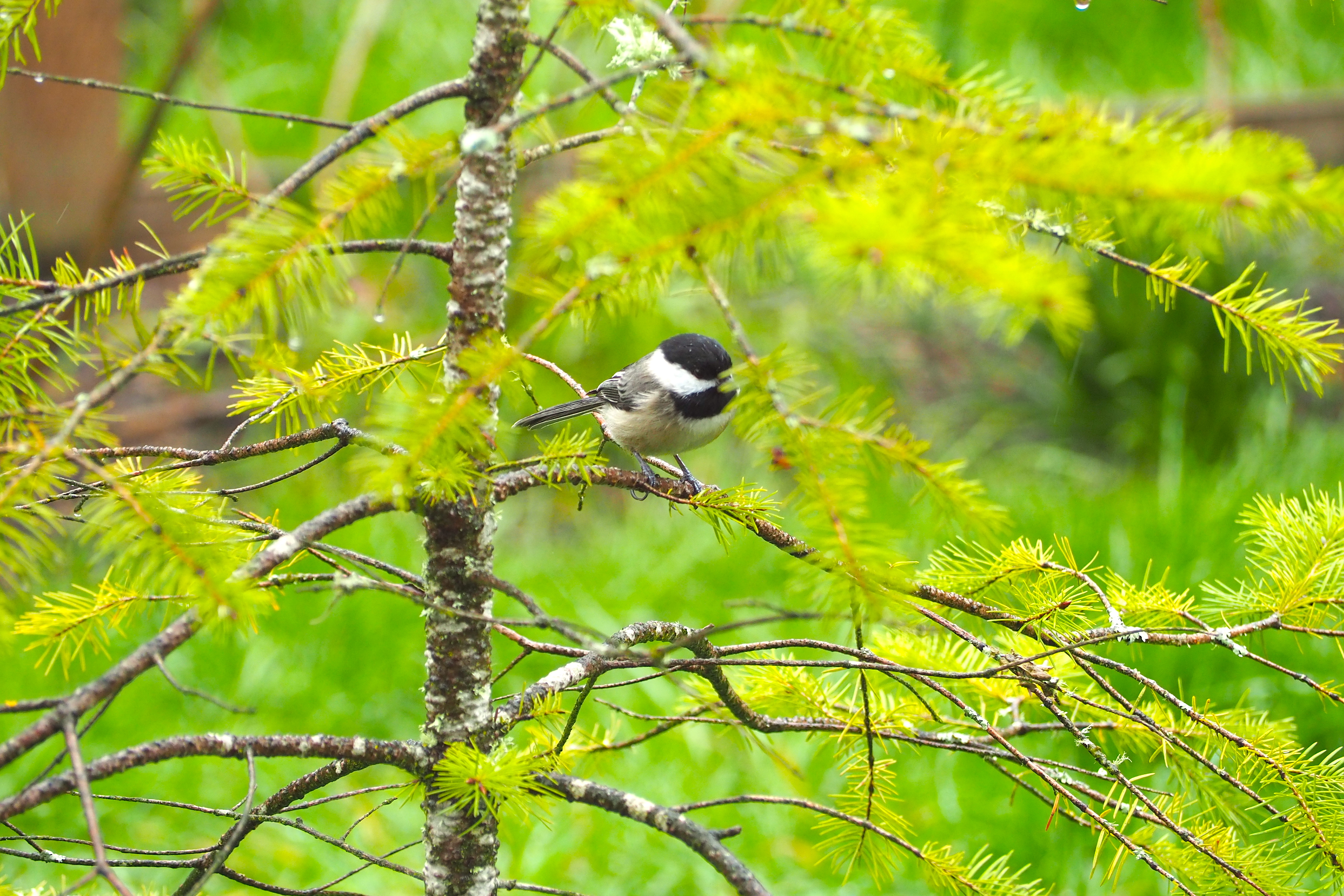 Under The Plum Blossom Tree, Spring Through The Lens, a blog post about what I saw in my backyard garden during the month of April 2023