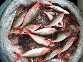   dalagang bukid, dalagang bukid fish, yellow tail fusilier, galunggong, lapu lapu fish, zarzuela, dalag fish in english, atang dela rama school