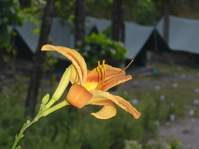 Yellow Flower in Saat TaalThis one was shot by one of my friend during a trip to SaatTaal(Uttaranchal).SaatTaal is located in the beautiful Kumaon region of North India. It is about 300 kilometers from Delhi and 35 kilometers from Kathgodam. It is a very serene place with a lot of lakes near by which adds to the natural beauty of the place. SaatTaal can well described as the synonym of scenery, sunshine, serenity and solitude. It a place that turns an ordinary person into a natural poet. It`s a place located far from crowded places...Check out more photographs of Saat-Taal @ www.travellingcamera.com 