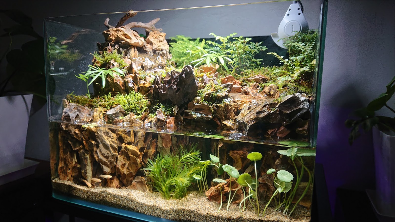 熱帯魚レンタルn Aコラム 滝と川と水中洞窟のあるアクアテラリウム水槽制作過程その10