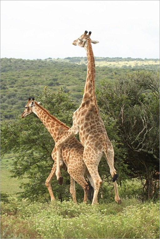 Animal Typed Love