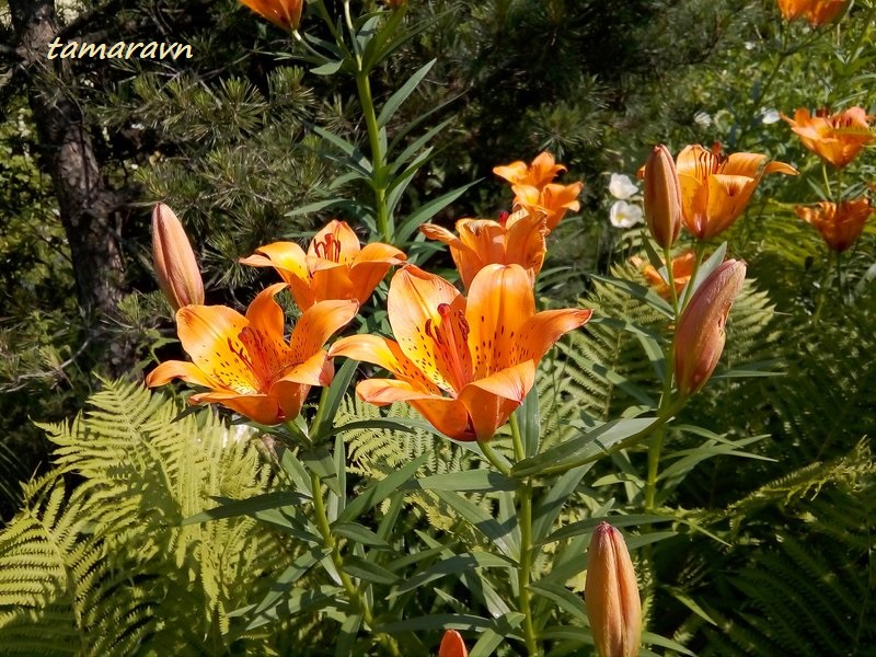 Лилия пенсильванская / Лилия даурская (Lilium pensylvanicum, =Lilium dauricum)