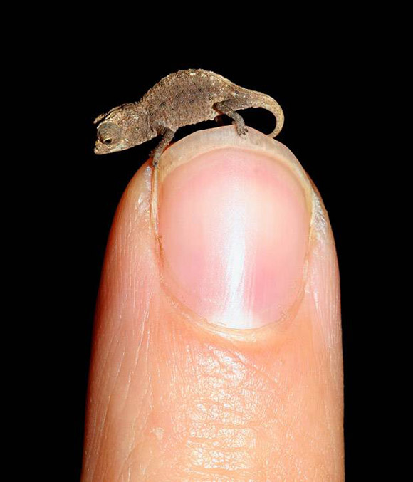 Cool PIC - 世界上最小的變色龍 - Brookesia MICRA-1