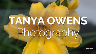 Yellow day lily with Tanya Owens Photography