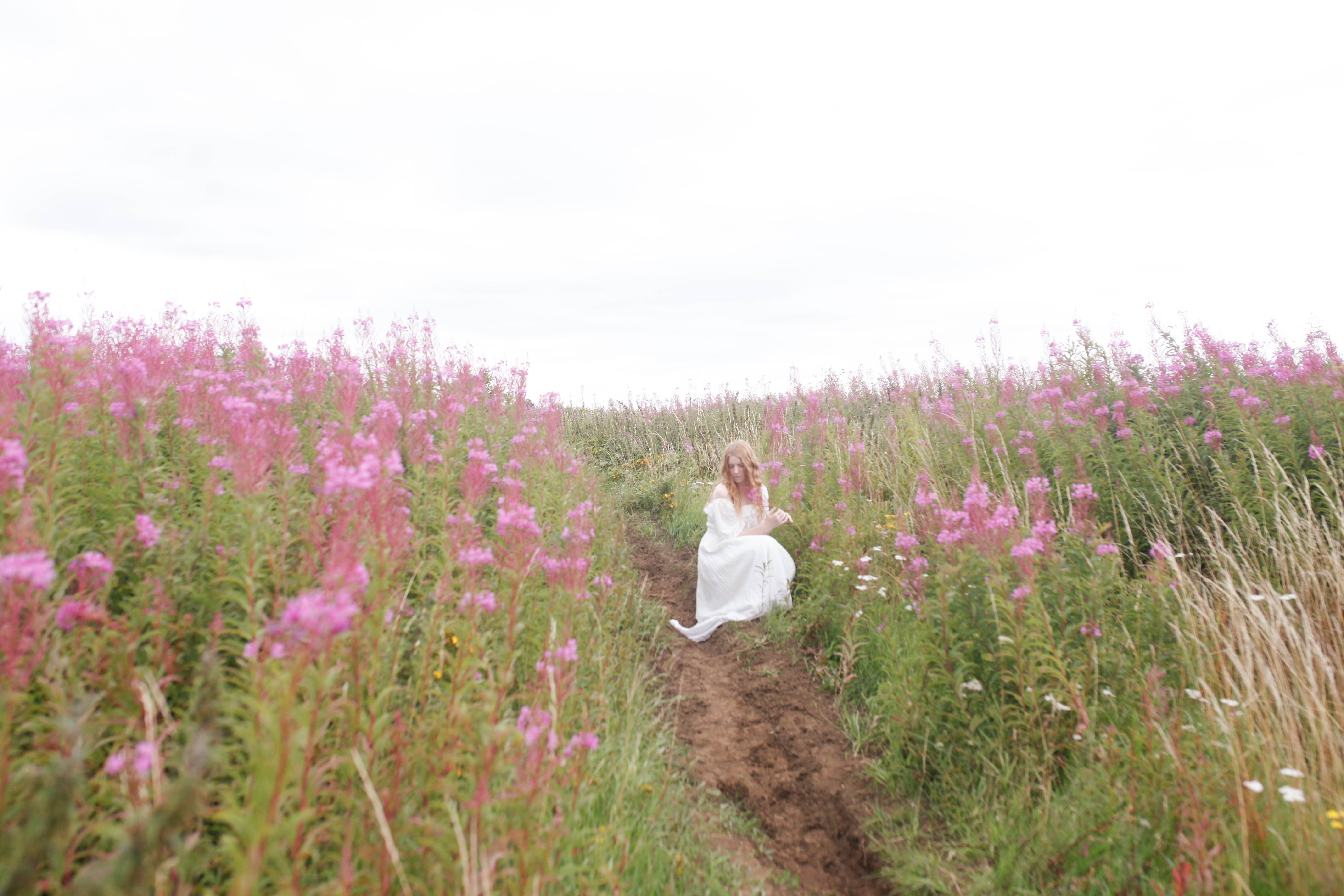 The Rosebay willowherb meadow