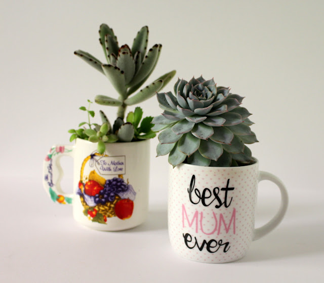 Succulents in mugs Mothers Day gift 