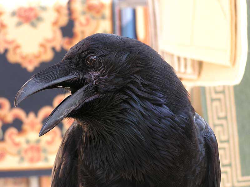 Pictures Of Raven - Free Raven pictures 