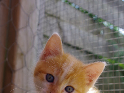 [Le plus préféré] photos de chatons roux 179229-Photo de chaton mignon roux