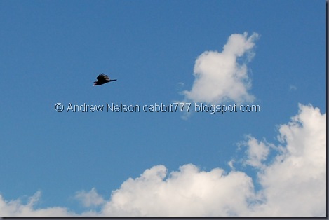 Copy of DSC_0417