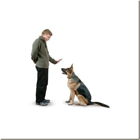 Trucos de Adiestramiento Canino