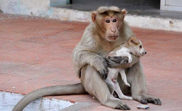 A Monkey Defended A Puppy From Stray Dogs And Became Its New Parent