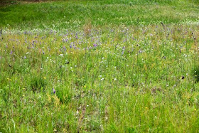 hoary alyssum, purple vetch and ??? 