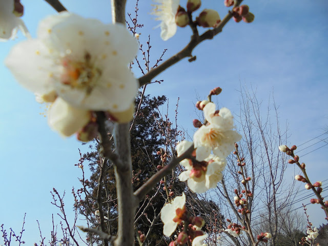 梅の花